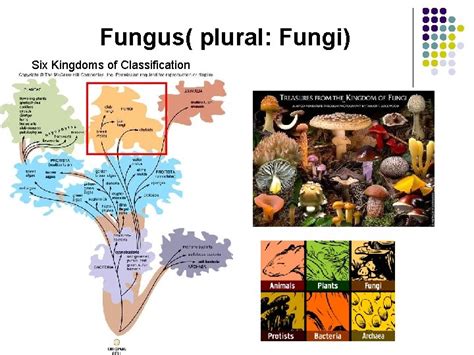 plural of fungus.